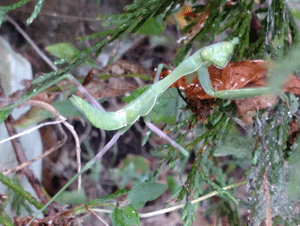 Insects, Spiders &amp; Snakes Etc. - Ewwww...but cool!